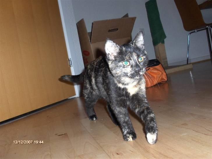 Huskat Plet † billede 8