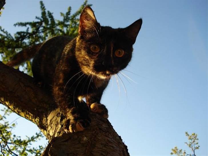 Huskat Plet † billede 9