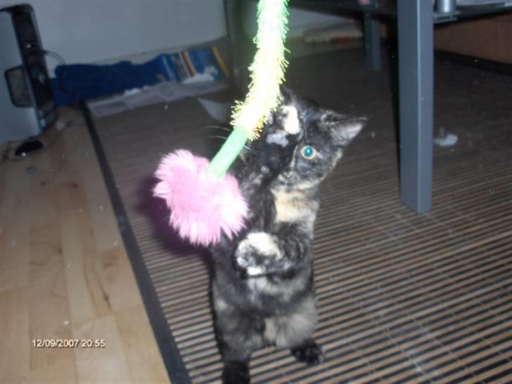 Huskat Plet † billede 10