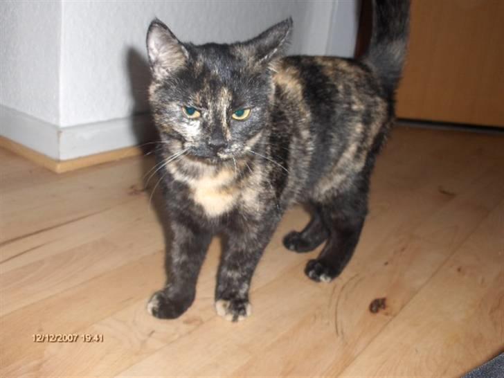 Huskat Plet † billede 11