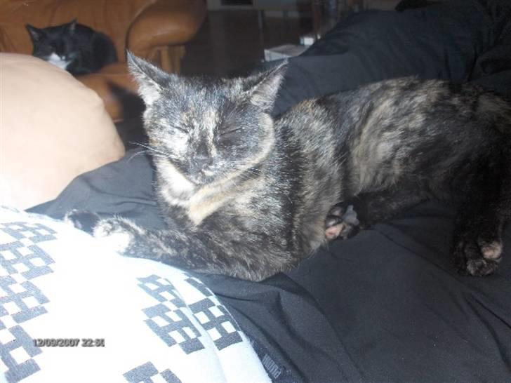 Huskat Plet † billede 12