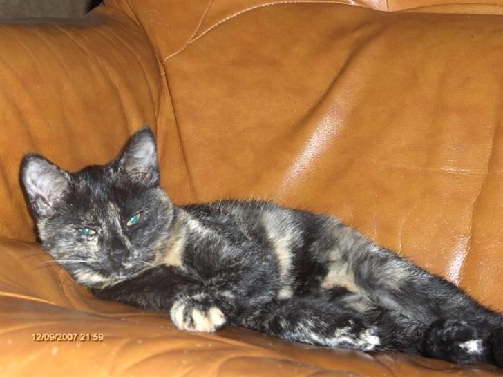 Huskat Plet † billede 13