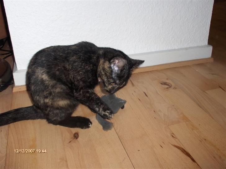 Huskat Plet † billede 14