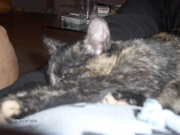 Huskat Plet † billede 15