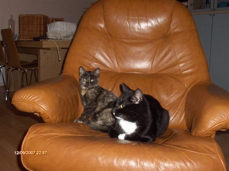 Huskat Plet † billede 16