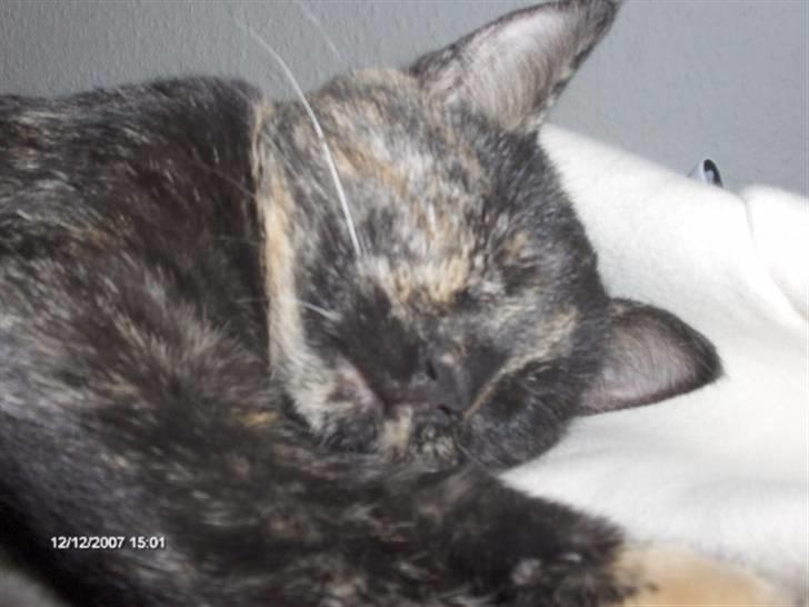 Huskat Plet † billede 17