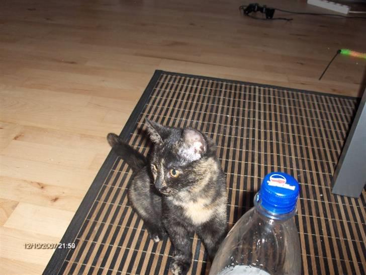 Huskat Plet † billede 18