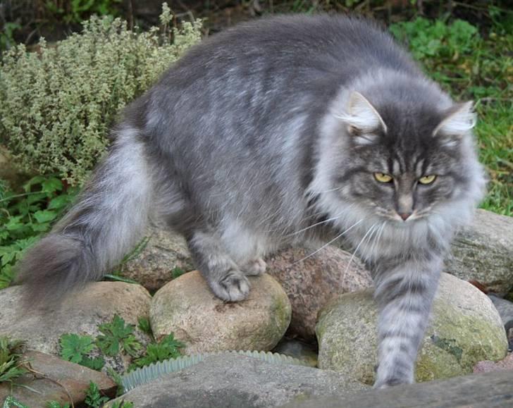 Norsk Skovkat Abilgel "RIP" billede 18