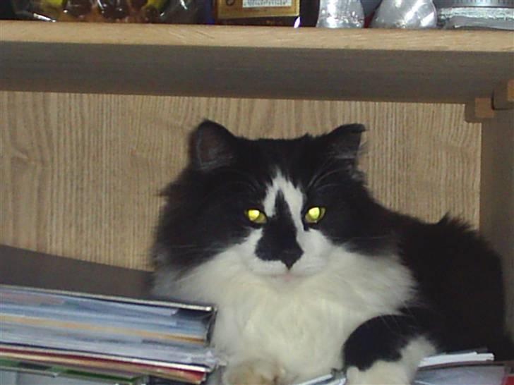 Blanding af racer Bailey - Hæ hæ mor... så fandt du mig!!! billede 11