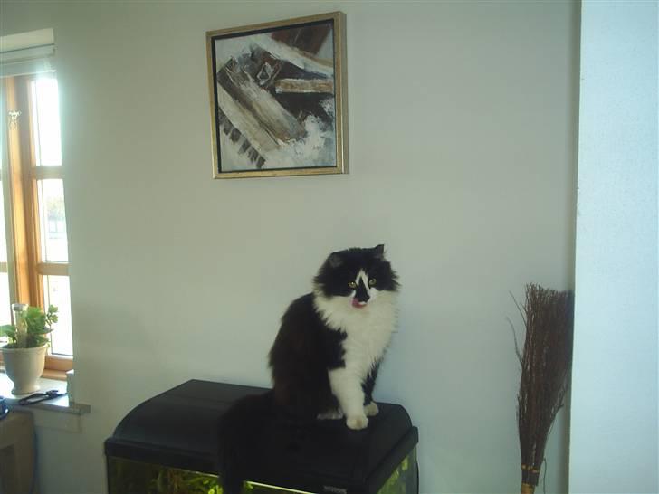 Blanding af racer Bailey - Muuumms... de fisk ser lækker ud... surt at der er låg på!! billede 12