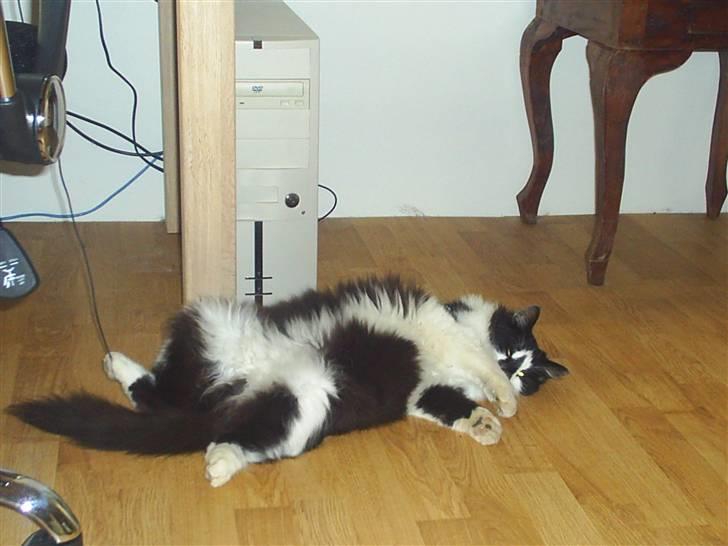 Blanding af racer Bailey - Se mig... er jeg ikke bare lækker?? billede 13