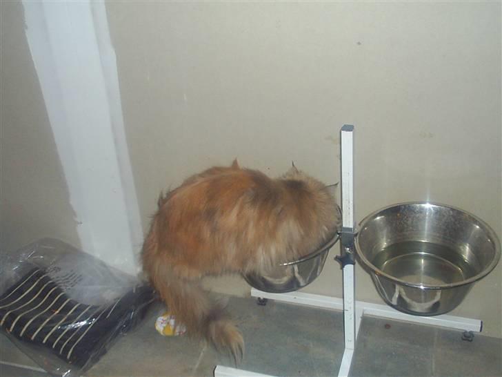 Maine Coon Silke - Der er nu ikke mere lækkert at guffe sig i hundeskålen...!! billede 12