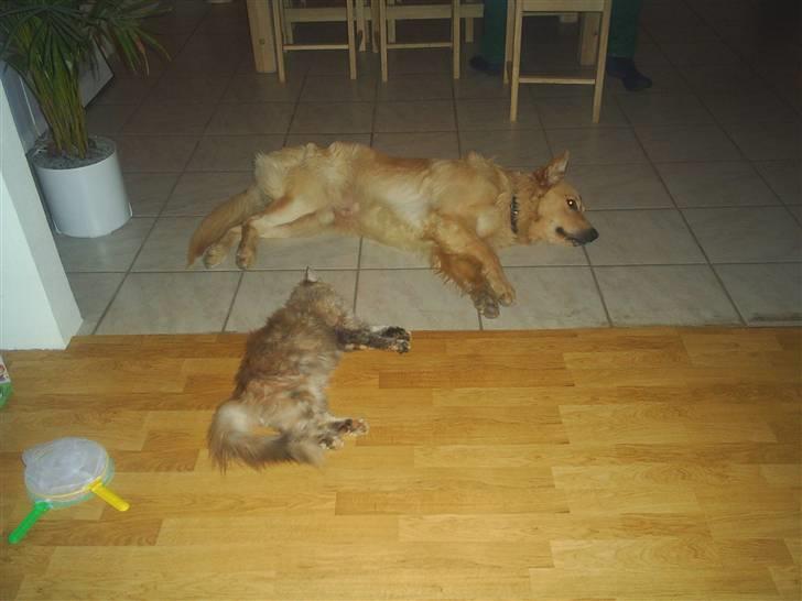 Maine Coon Silke - Tager lige en slapper sammen med Bamse!! billede 13