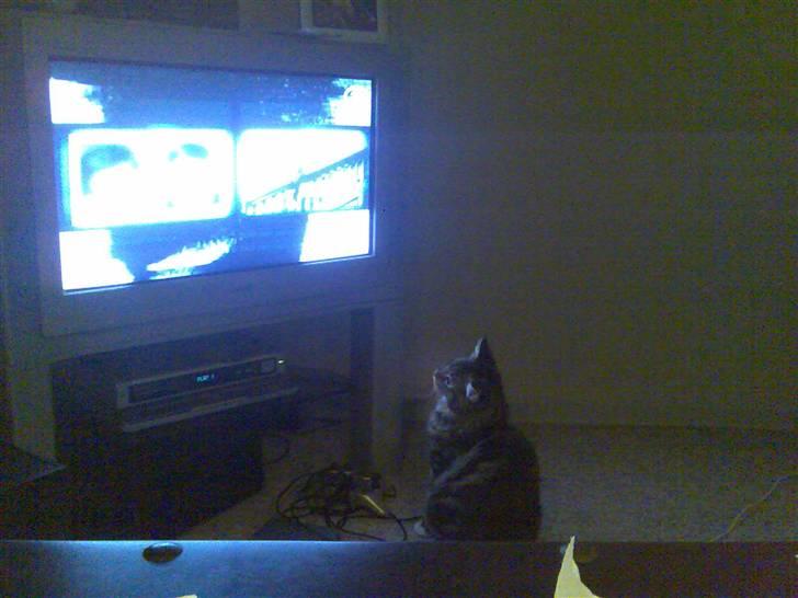 Norsk Skovkat Rofus - Min KAT ser seriøst FOR meget TV :S  billede 11