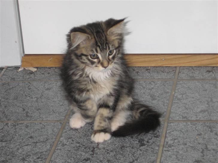 Norsk Skovkat Rofus - Daget fra den dag jeg fik ham hjem! <´3 billede 12