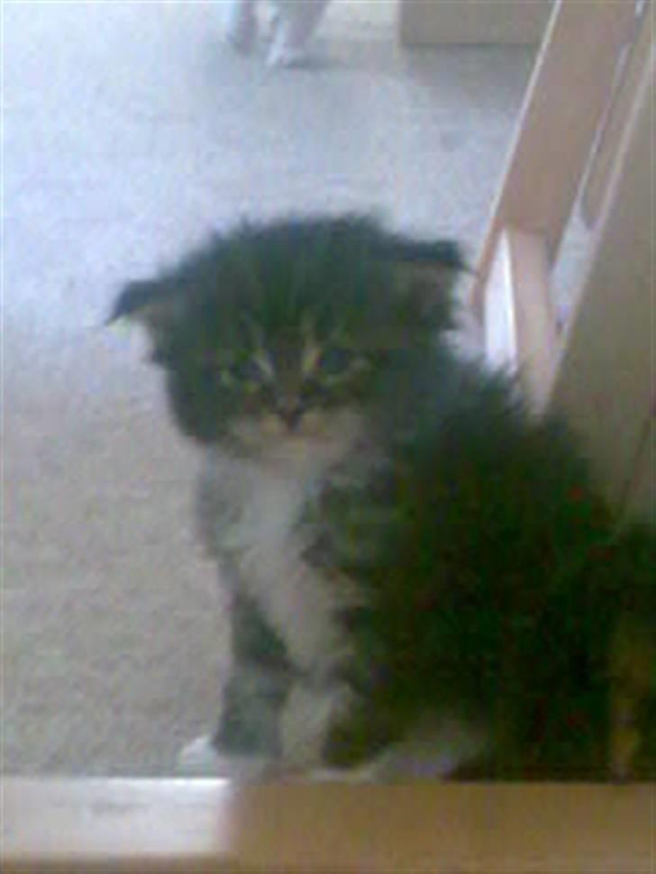 Norsk Skovkat Rofus - En lille bitte Rofus :D  billede 13