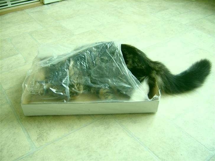 Norsk Skovkat Rofus - Hvor er Rofus henne? :b billede 14