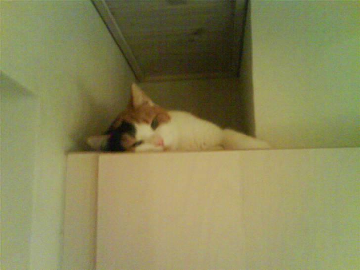 Huskat Pjevert - kan man nu ikke engang få lov at sove i fred oven på køkkenskabet billede 7