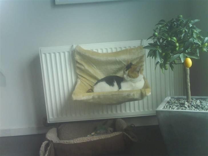 Huskat Pjevert - min nye seng billede 8