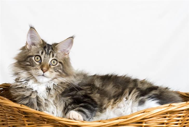 Maine Coon Ares billede 18