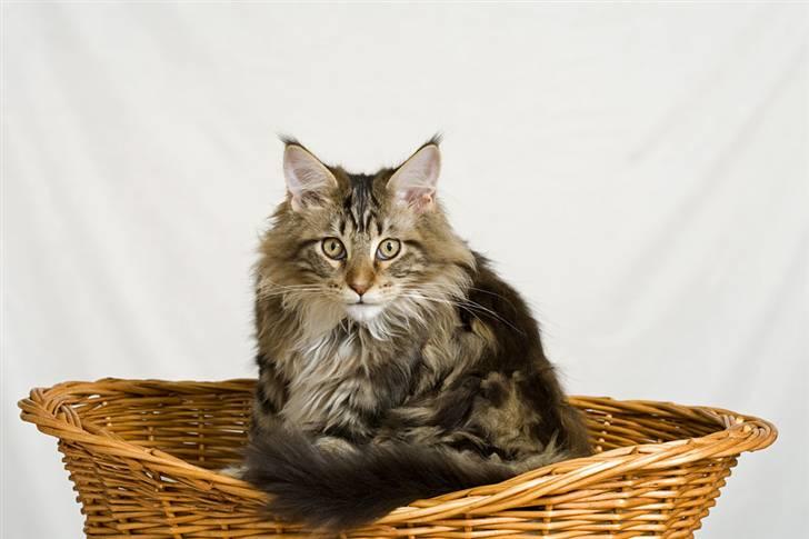Maine Coon Ares billede 19