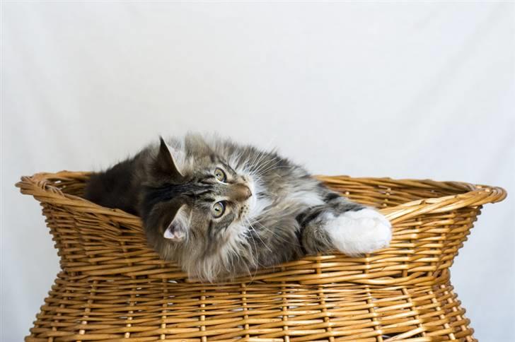 Maine Coon Ares billede 20