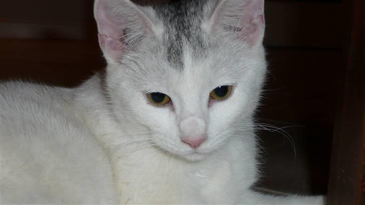 Huskat Frk. Smilla billede 1