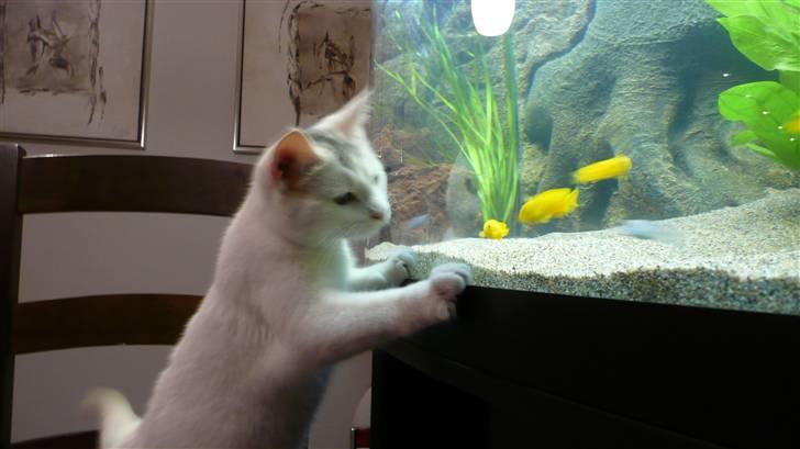 Huskat Frk. Smilla billede 2