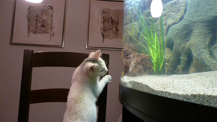 Huskat Frk. Smilla billede 3