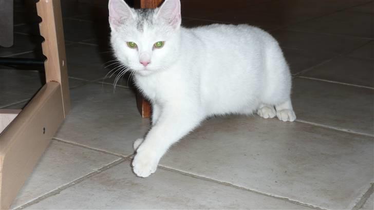 Huskat Frk. Smilla billede 5