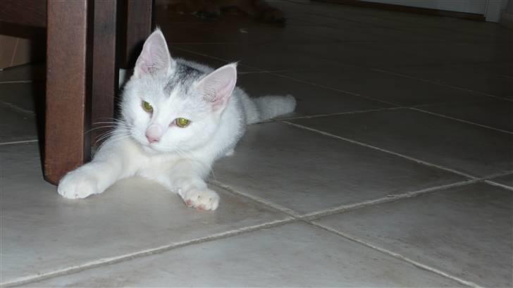 Huskat Frk. Smilla billede 6