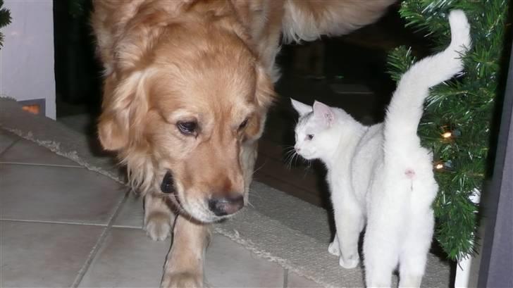 Huskat Frk. Smilla billede 7