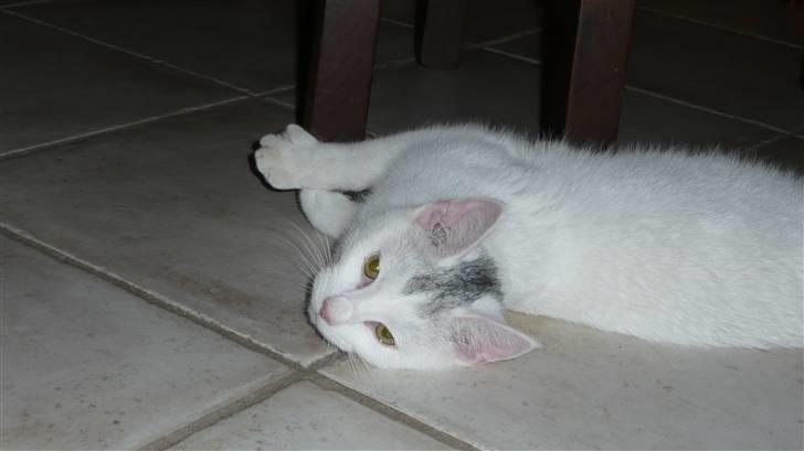 Huskat Frk. Smilla billede 8