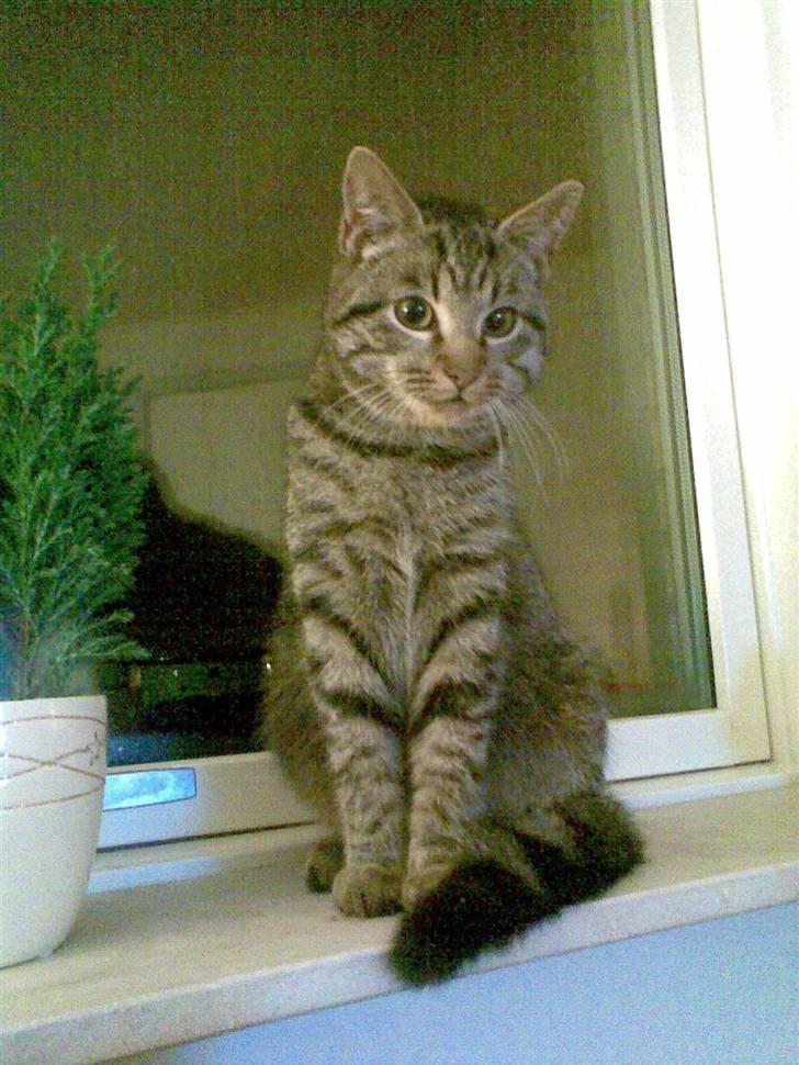 Huskat gangster billede 1