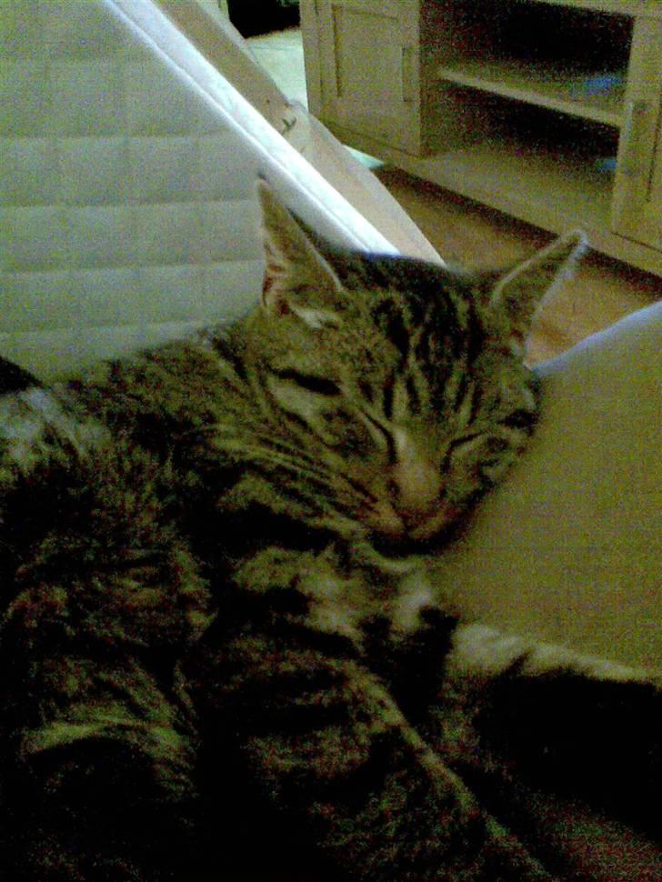 Huskat gangster billede 2