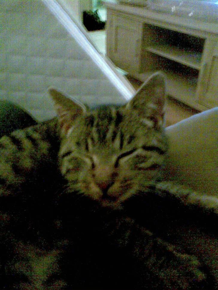 Huskat gangster billede 3