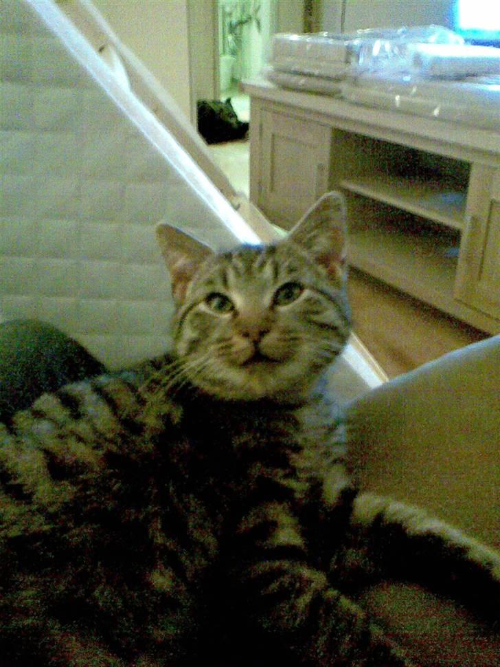 Huskat gangster billede 4