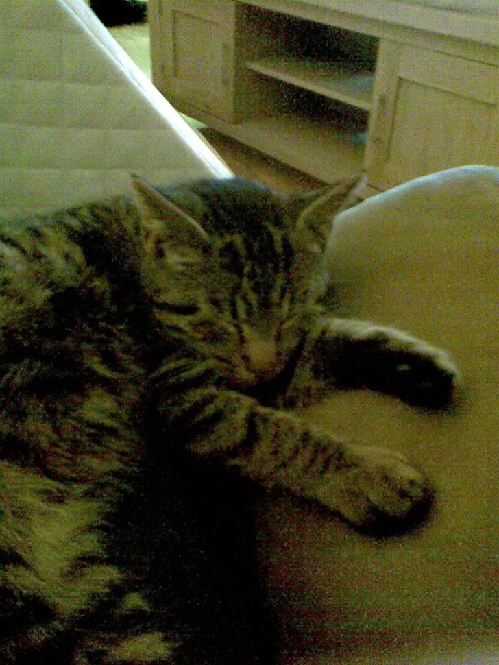 Huskat gangster billede 5