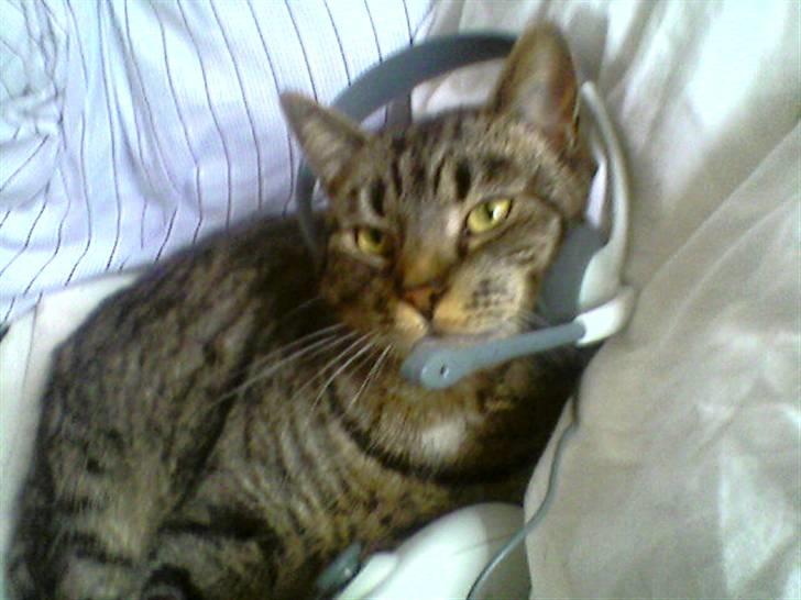 Huskat Mis - Gamer mis billede 1