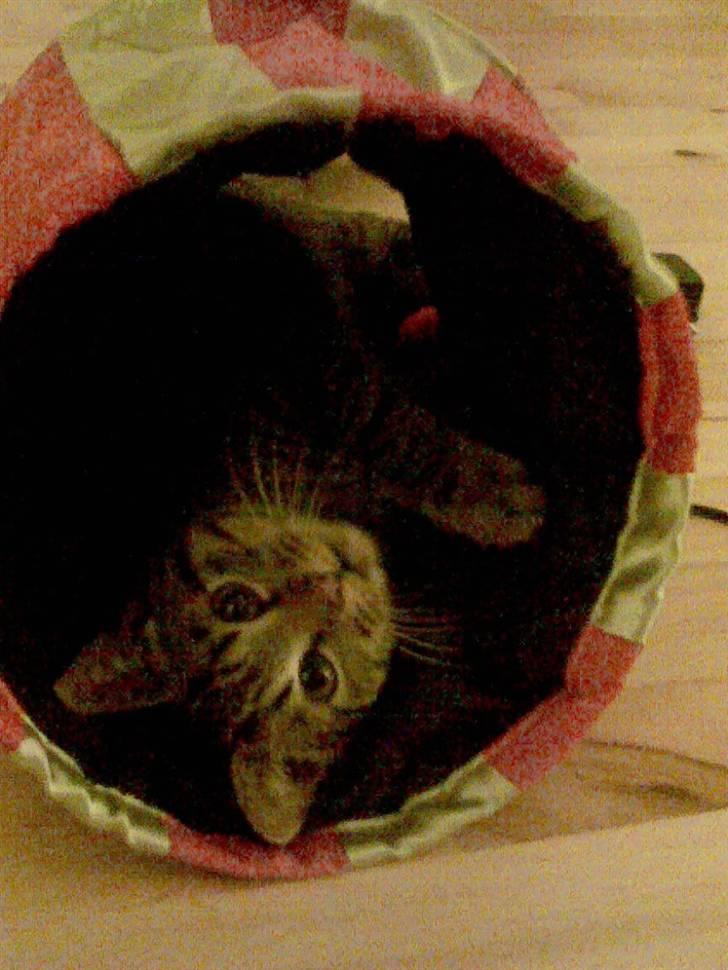 Huskat gangster billede 6