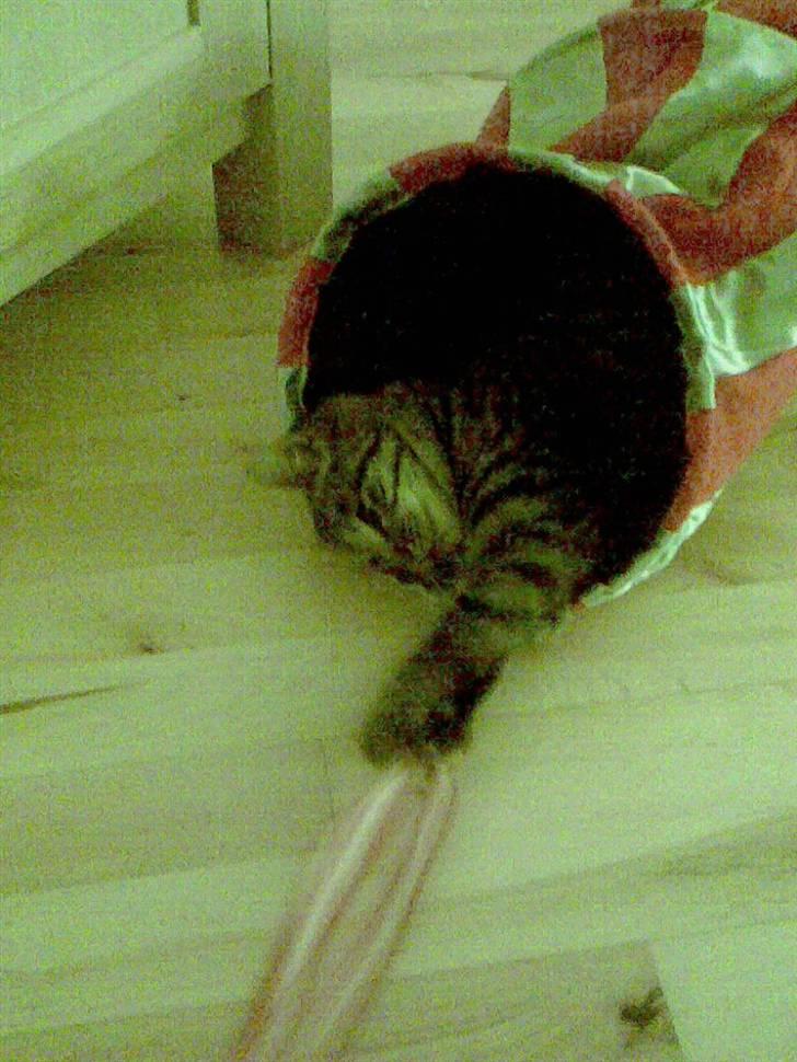 Huskat gangster billede 7