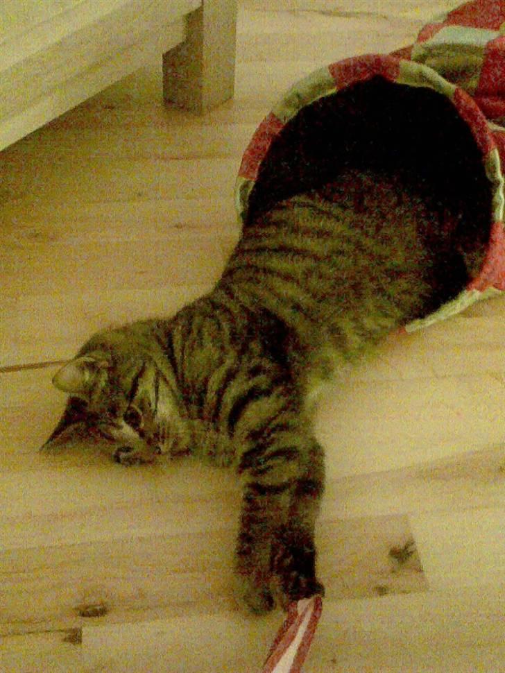 Huskat gangster billede 8