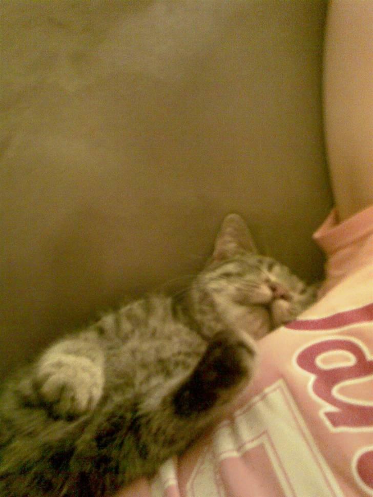 Huskat gangster billede 10