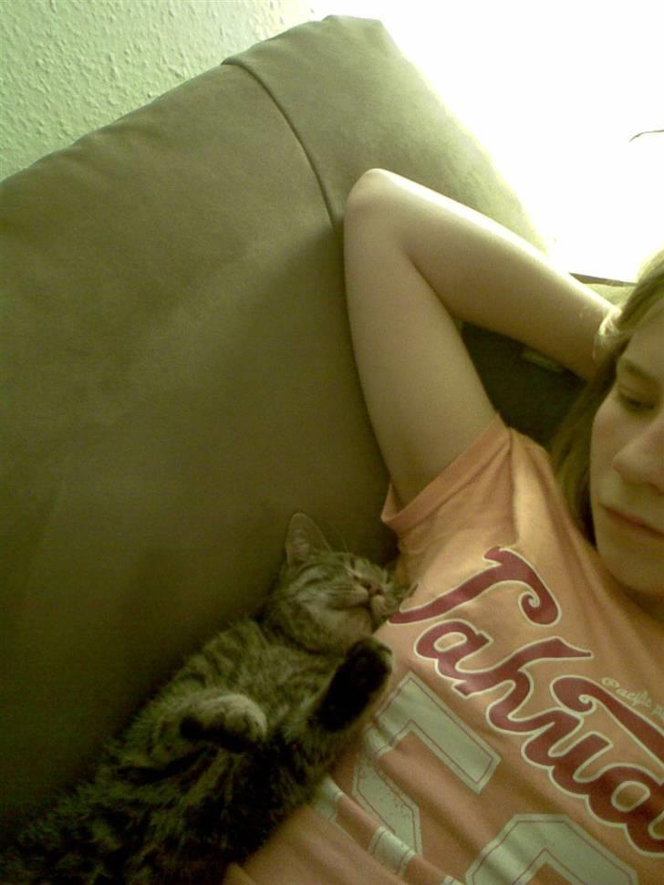 Huskat gangster billede 11