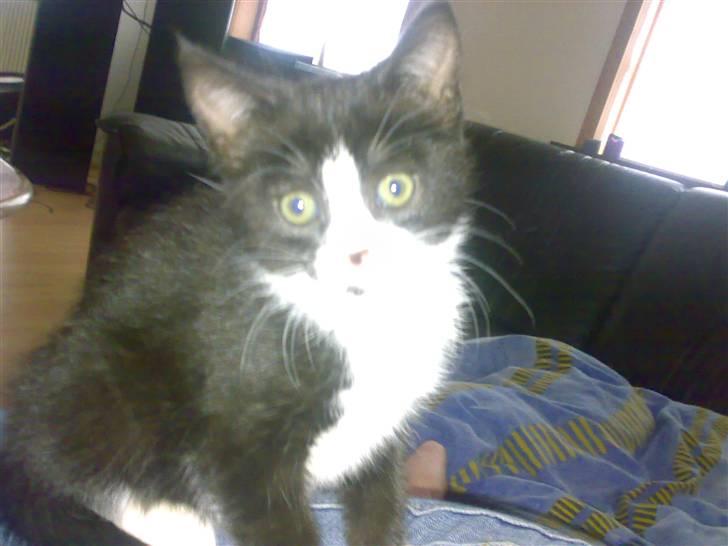 Huskat *plet*  billede 1