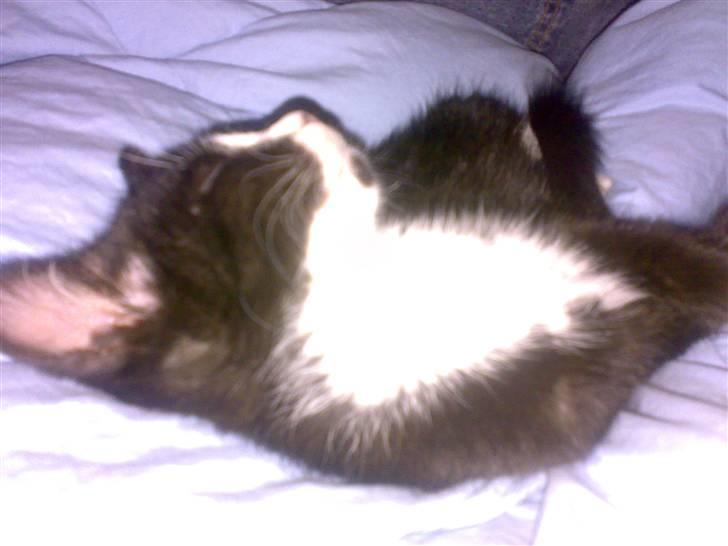 Huskat *plet*  billede 2