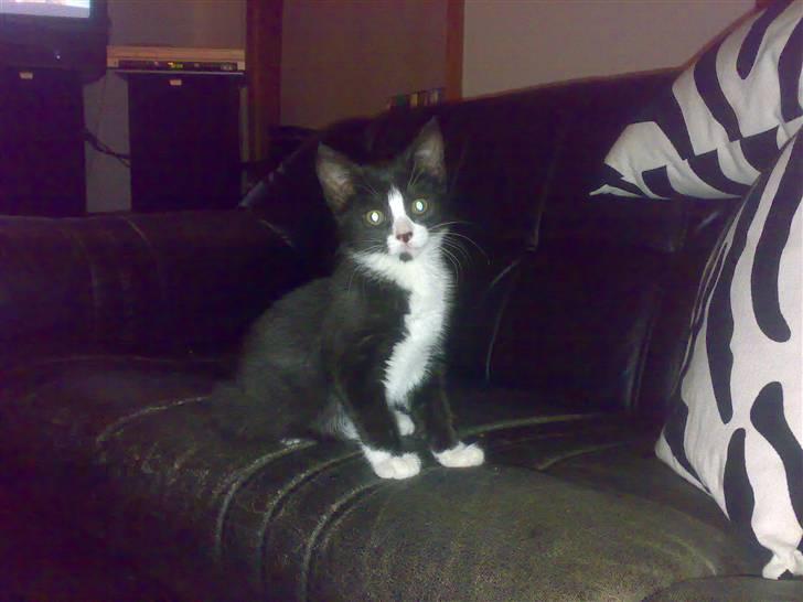 Huskat *plet*  billede 3