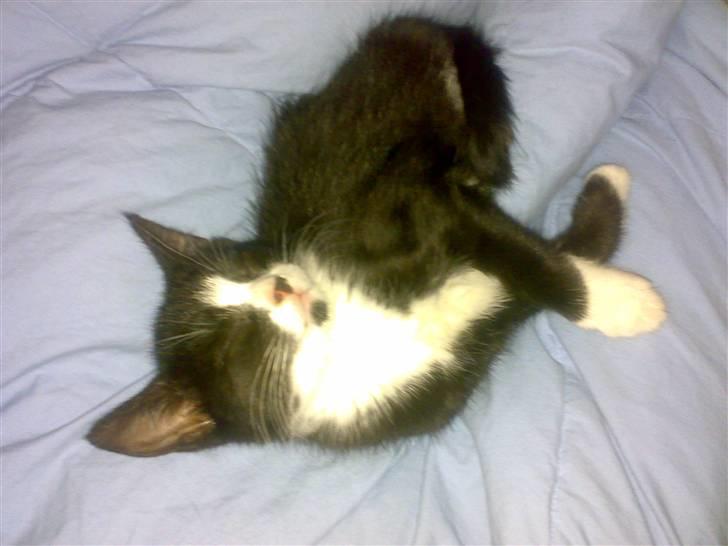 Huskat *plet*  billede 4