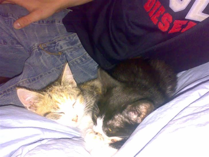 Huskat *plet*  - plet der patter på den gamle kat vi havde :) bare sødt <3 billede 5