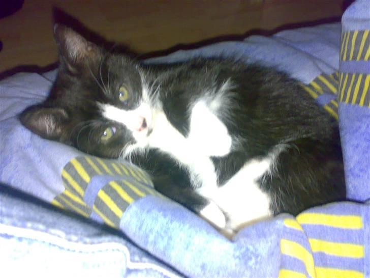 Huskat *plet*  billede 6